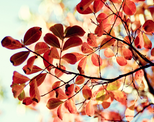 0403星座整体运势:天蝎切忌攀比|星座|运势_凤