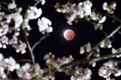 世界各地的“红月亮”