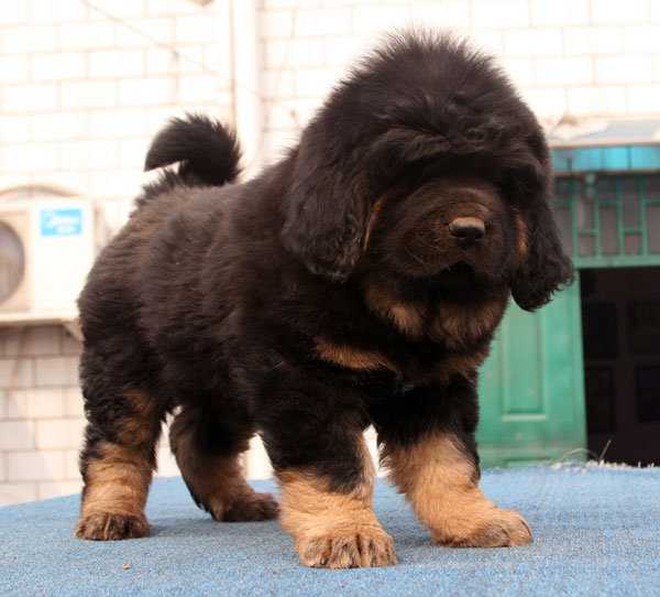 藏獒智商排名_狗狗智商排名