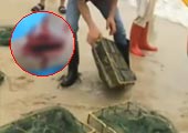 深圳男子海滩放生大量海鳗 游泳幼童被咬血肉模糊
