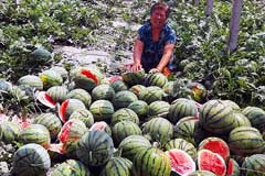 河北：4.5亩西瓜一夜被砍