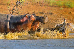 鳄鱼猎食斑马时遭河马攻击
