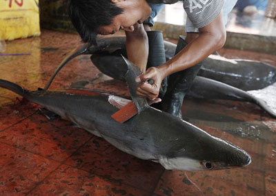 鲨鱼被活割鱼翅画面