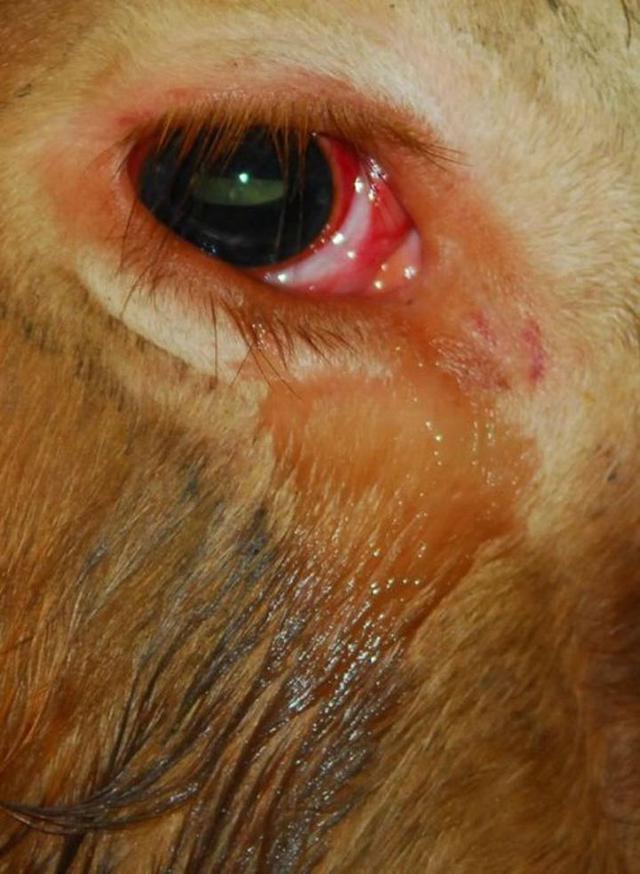 屠宰场震撼一幕:黄牛下跪拒进场,哭泣得像个婴孩