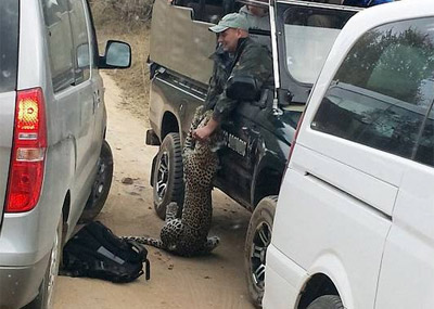 豹子袭击导游瞬间 游客出手相救