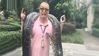 重庆夫妇每天推4米巨蟒散步 吓坏路人