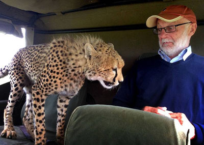 猎豹跳进车里与游客面对面一幕
