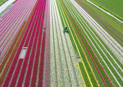 荷兰郁金香花田