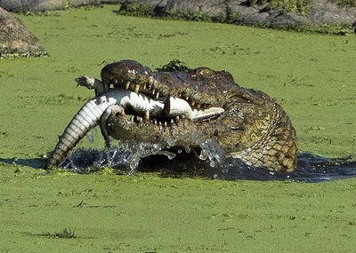 鳄鱼吞食鳄鱼宝宝一幕
