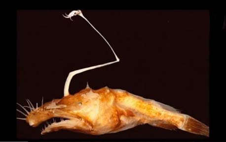 实拍墨西哥湾深海现神秘怪鱼 头顶发光奇丑无比