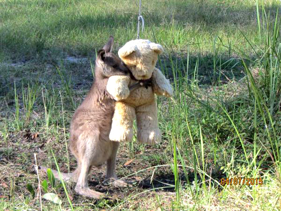 澳大利亚:孤儿袋鼠拥抱泰迪熊照片 可爱温馨(图