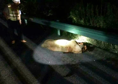 高速服务区出现狮子 警察开枪击毙