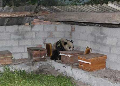 大熊猫下山偷吃10多箱蜂蜜被捉一幕