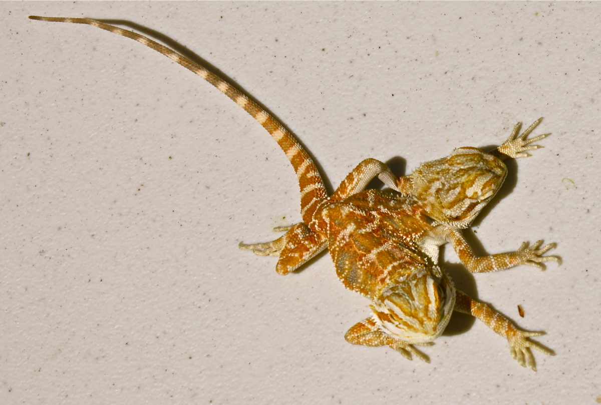 世界上拥有双头蛇最多的人又花32万买了一条美女蛇_科技频道_凤凰网, image size:1200x809