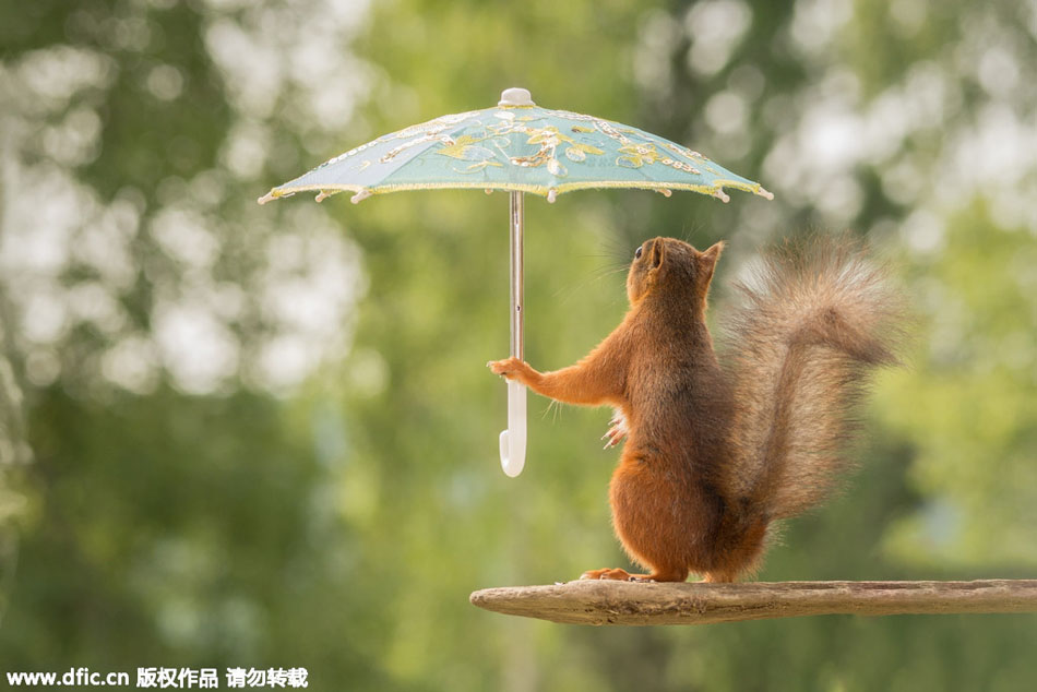 小松鼠雨中撑伞