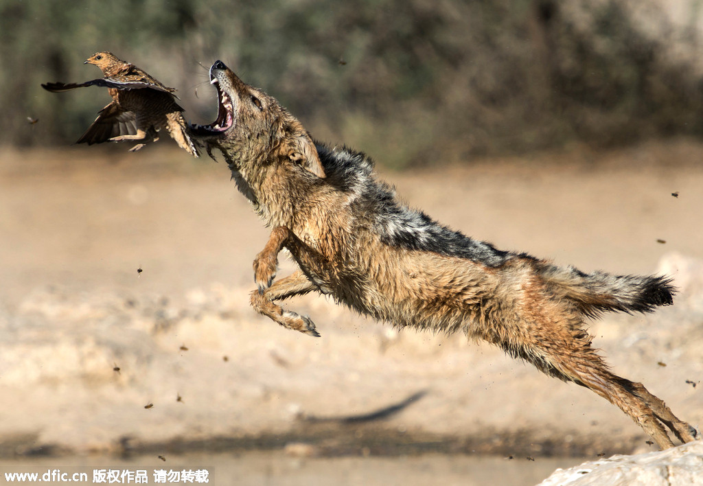 豺狼捕鸟的瞬间