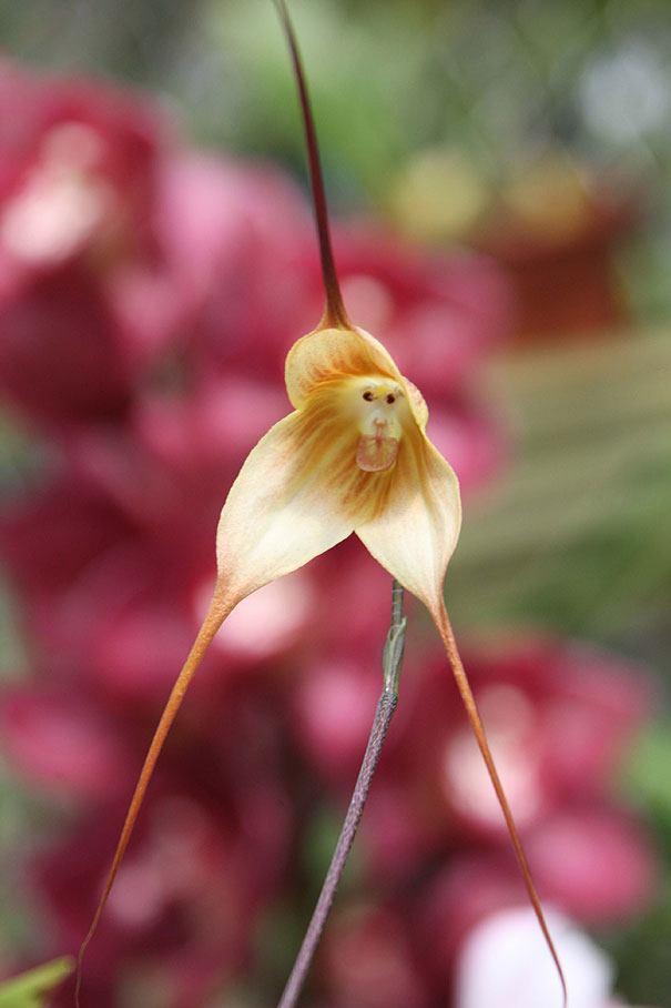 猴脸兰花。猴脸兰花，学名“猴面小龙兰（Dracula simia）”，此兰花所开花朵长像怪异，形似猴脸，主要生长分布在厄瓜多尔东南部和秘鲁的雾林中。其家族共有120多个成员，四季都能开花，所散发出的气味与成熟的橘子类似。