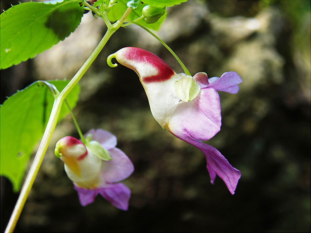 “鹦鹉花”侧面真的好像鹦鹉