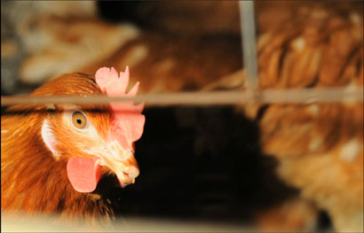 �Ĵ��ɮ�����ȱ����꣡���ڷ��ֱ�ɱ��