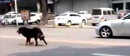 实拍东莞120斤藏獒脱缰狂奔 多人驾车围堵