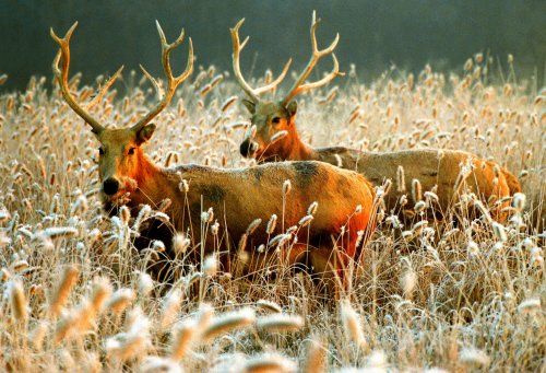 灵动复苏 大丰麋鹿国家级自然保护区|麋鹿| 国家