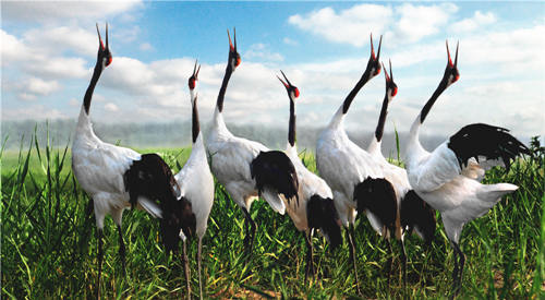 鹤舞翩迁 国家级珍禽自然保护区|珍禽| 旅游_凤