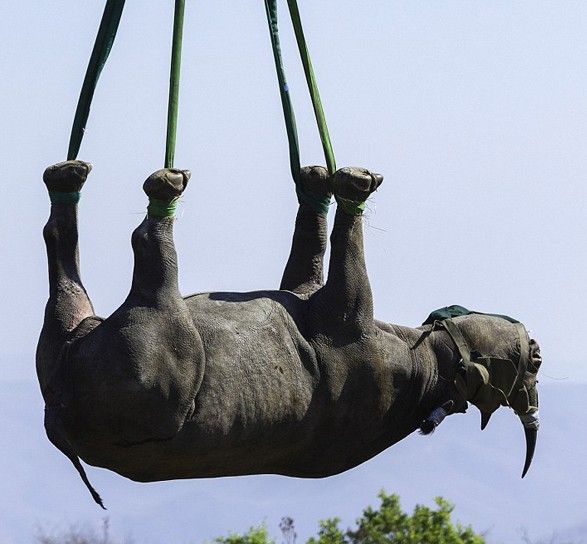 惊心动魄:看南非黑犀牛乘直升机迁往新家