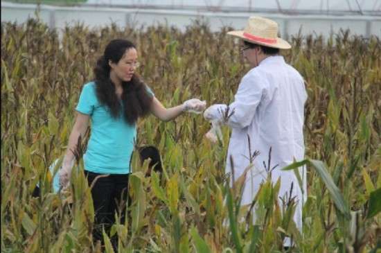 海南管控转基因试验作物 需建机制笼子