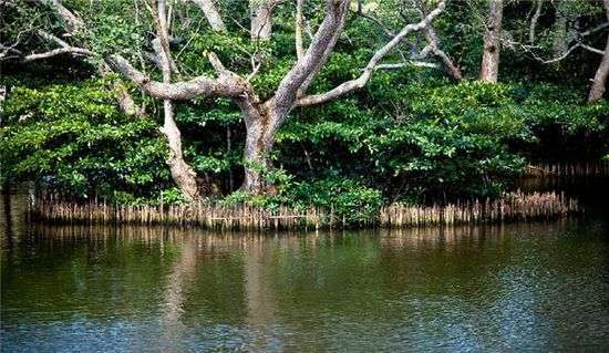 海南红树林自然保护区