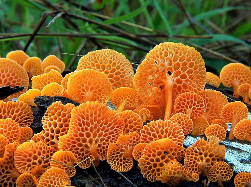 越美丽的蘑菇越有毒--20种美若梦幻的毒蘑菇