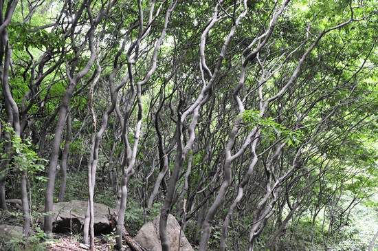 灵宝燕子山旅游攻略