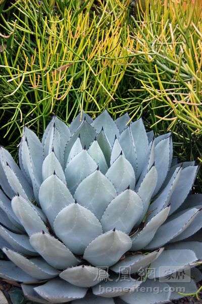 耐暑耐旱的只有仙人掌? 用龙舌兰装饰