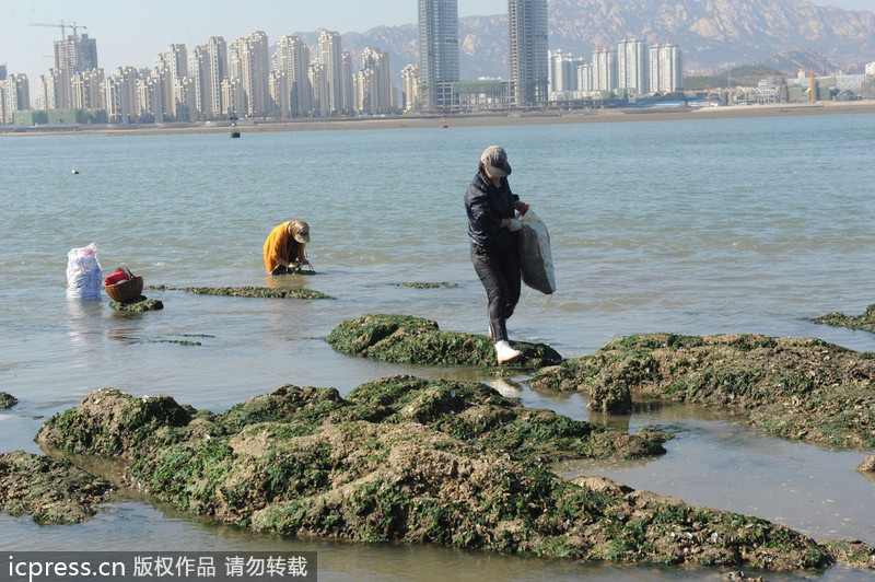 十月初二退大潮 青岛数百市民挖牡蛎