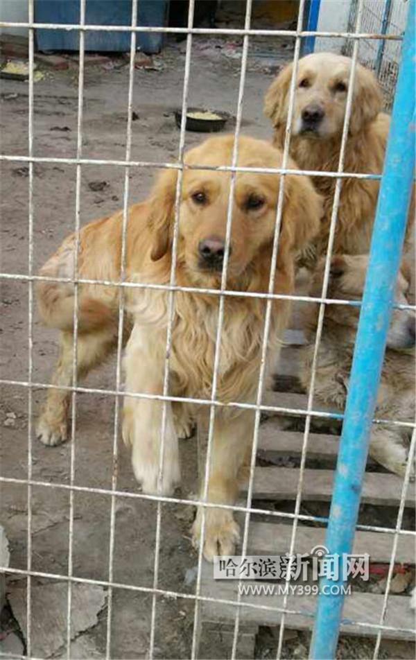 志愿者花钱救狗 遭黑心狗贩子讹诈 不给钱就杀