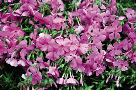 丛生福禄考开花时,是淡红