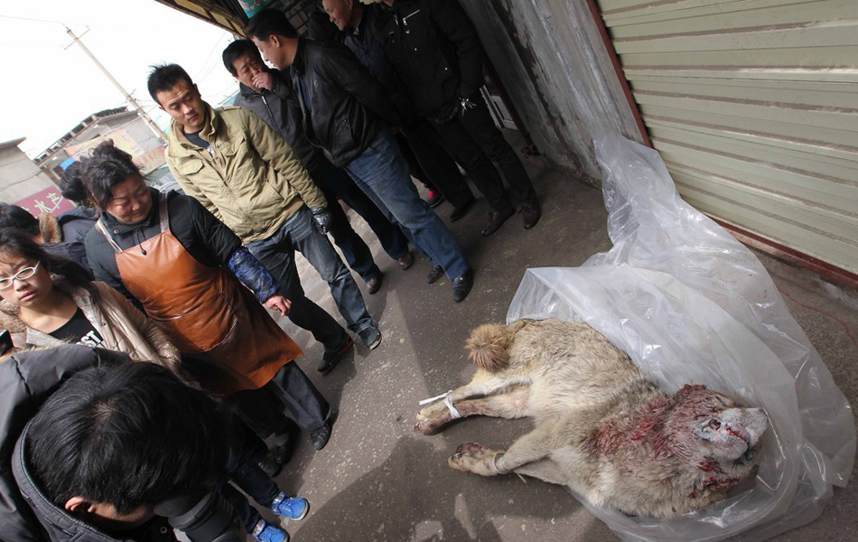 山东枣庄抓获一只成年母狼