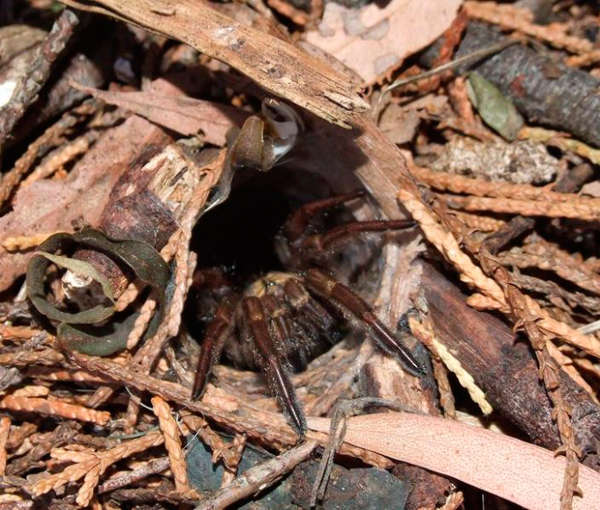 澳洲小蜘蛛大战2米长棕蛇将对方杀死 盘点澳洲