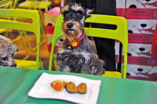带上爱宠来看宠物博览会_广州频道_凤凰网