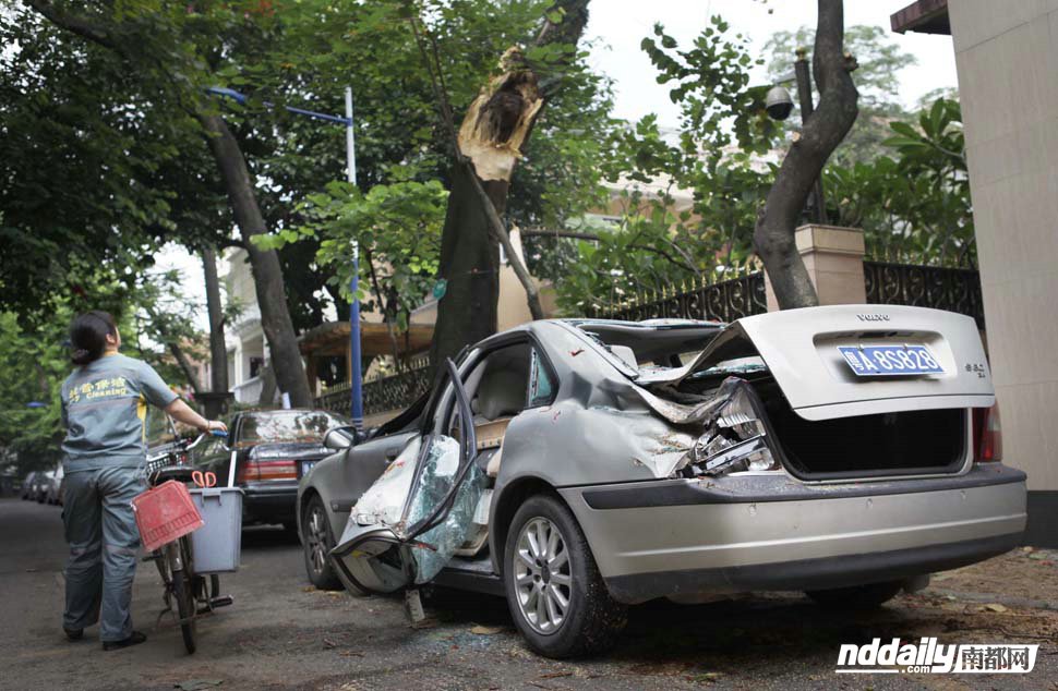 白蚁摧毁树干砸车伤人