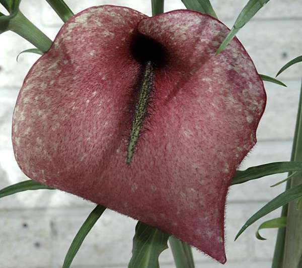 re_55d1d62d80fd9.jpg