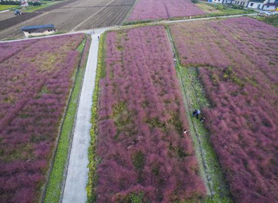  上海现粉红田野  粉黛乱子草组成超浪漫花海_广
