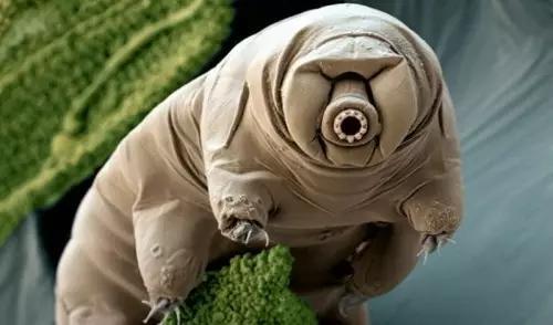  科学家 成功 复活 冰冻30年 水熊虫  成地球上最