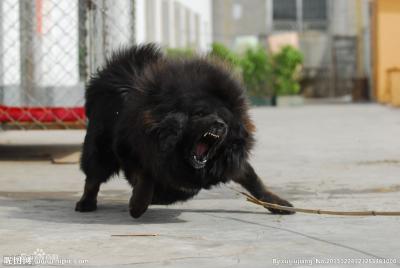  藏獒偷鸡被擒  警方天天喂其吃肉找不到狗主人
