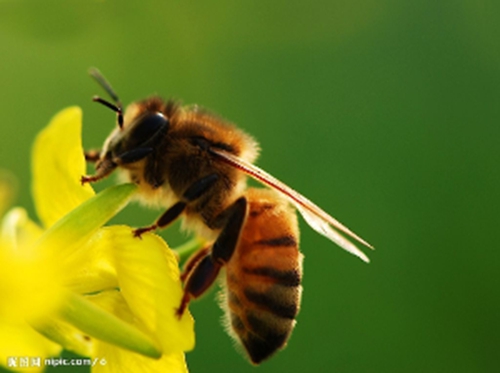 铜陵县三十余万只蜜蜂突然死亡 相关部门已介