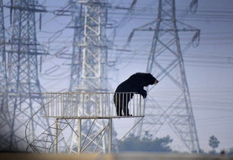 归真堂“活熊取胆”向公众开放