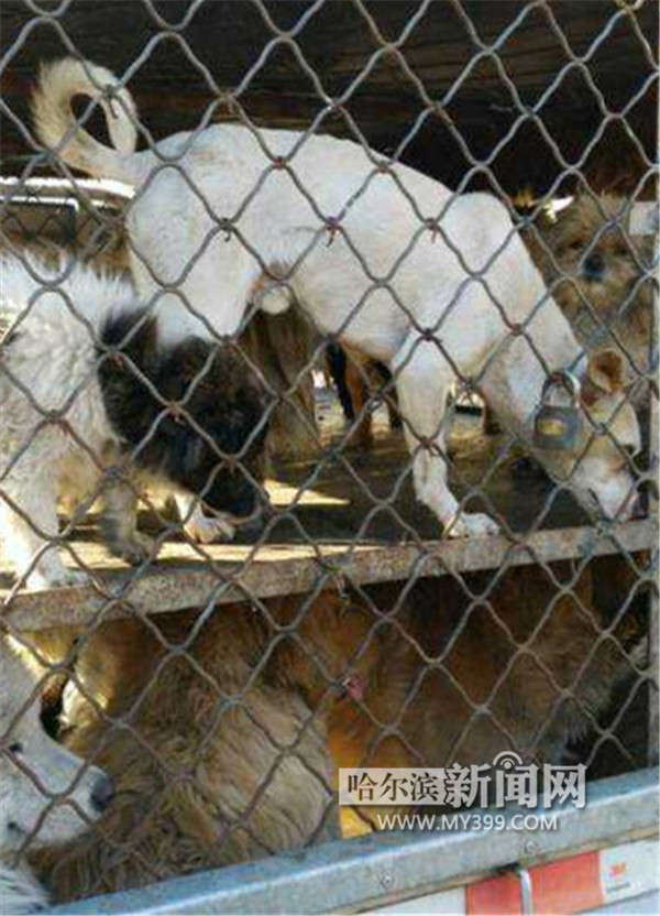 黑心狗贩子救助站门前讹诈志愿者 不给钱就杀