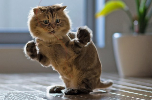 猫猫变人，一部短剧的奇幻之旅，猫猫变人，奇幻之旅