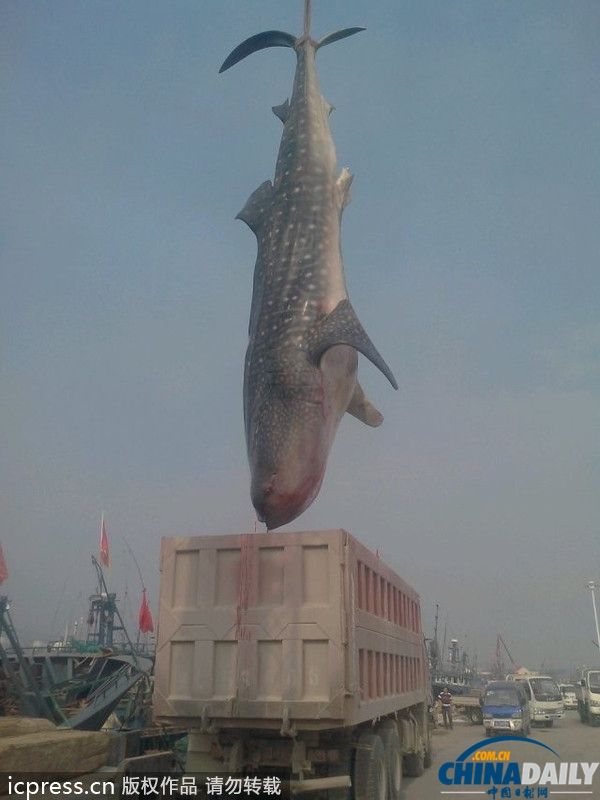 2013年9月8日，山东日照市岚山区一渔民从海上拉回一条已经死亡的鲨鱼。该鲨鱼长10米多，重达两万多斤，用吊车将其吊至长货车。张磊/东方IC