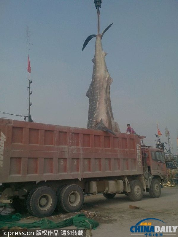 2013年9月8日，山东日照市岚山区一渔民从海上拉回一条已经死亡的鲨鱼。该鲨鱼长10米多，重达两万多斤，用吊车将其吊至长货车。张磊/东方IC