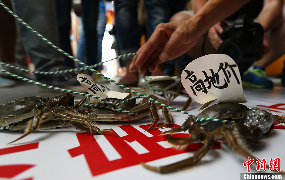 9月19日，在南京国际博览中心举行的2013秋季房展会开幕式上，一名男子手里牵着七八根长绳，现场遛起螃蟹，引来大批市民的围观。泱波 摄